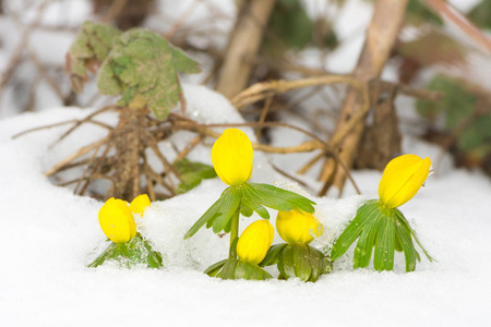 黄冬附子花在雪中