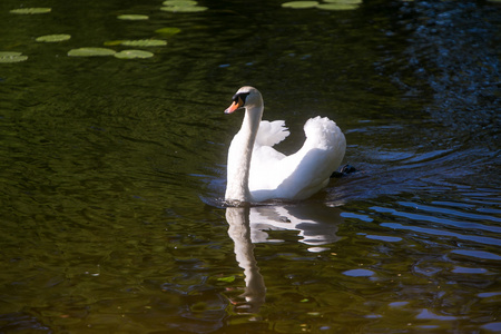 在池塘上的白色天鹅