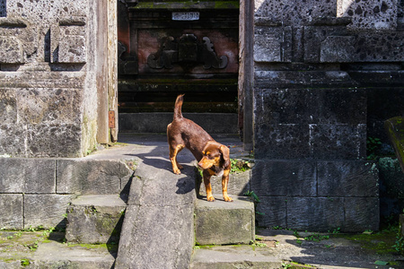 小可爱的狗在巴厘岛的乌布印度教寺庙附近放松