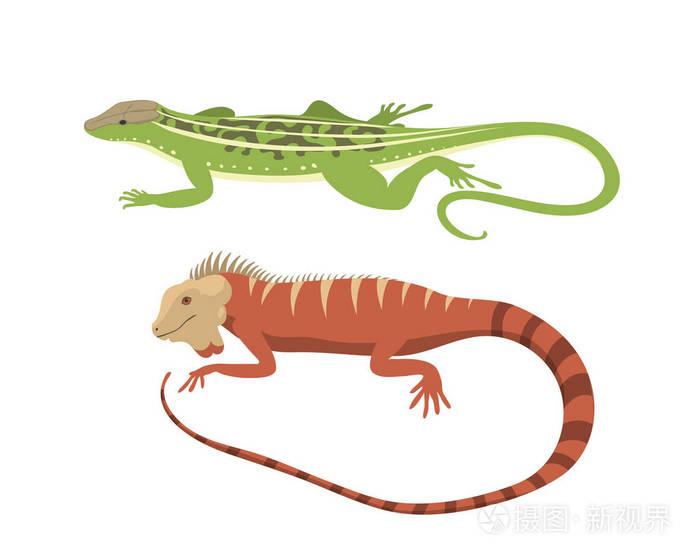 不同种类的蜥蜴孤立的爬行动物矢量图插画-正版商用0