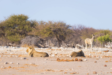 美丽危险：年轻的非洲狮与斑马的野生动物园禁猎区