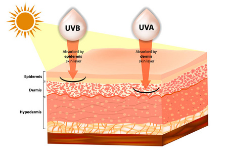 Uvb 和 Uva 解释。射线防晒的过滤。渗透入人的皮肤