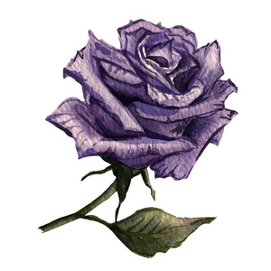 野花玫瑰一朵在孤立的水彩风格图片