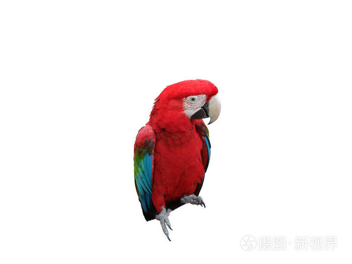 孤立的红色金刚鹦鹉鹦鹉