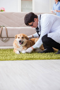 兽医参观金猎犬狗在家