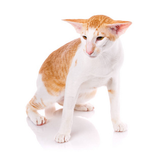 Peterbald 猫, 东方短毛猫猫隔离