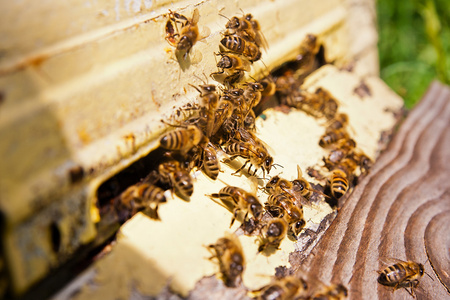 大量的入口处的蜂蜂窝蜜蜂
