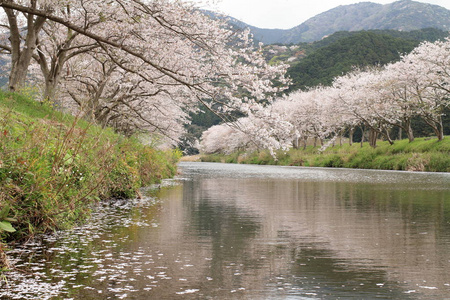 日本伊豆河沿岸一排樱花树