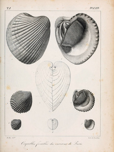 外壳插图。 化石贝壳的描述