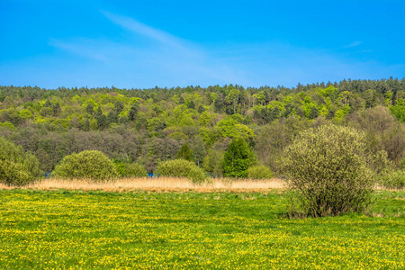 美丽的春天风景与草地上盛开的蒲公英