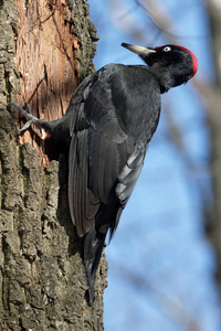 黑啄木鸟在树干上寻找食物。基辅乌克兰