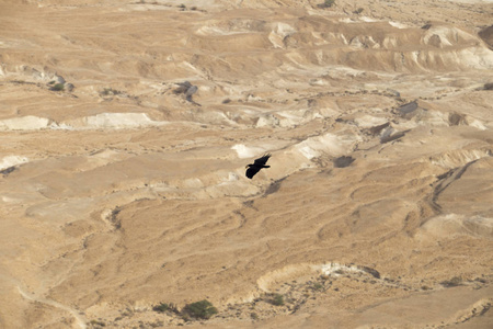 一只大黑乌鸦, 它的翅膀在犹太上蔓延 Dese