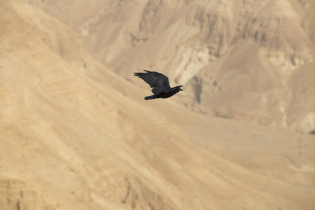 黑乌鸦飞过犹太沙漠的沙地