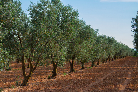 橄榄色树行法国