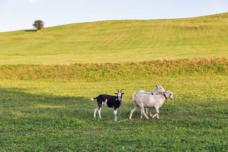 牧场地夏天风景与放牧山羊