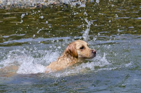 金色猎犬在湖中快速奔跑