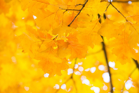 秋天的森林在树枝上的叶子
