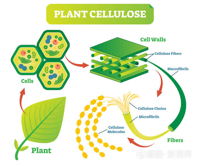 植物纤维素生物学矢量图解图