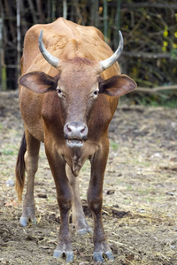 褐色的母牛，对自然背景的图像。农场 Animam