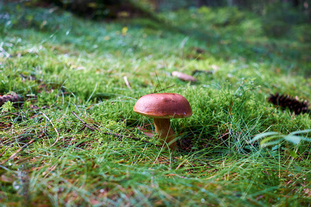 森林蘑菇在绿色草和青苔接近的看法