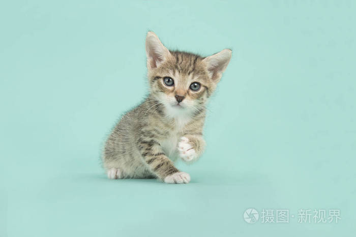 可爱的小花猫猫坐在蓝绿色的背景
