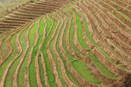 桂林，中国，2014 年 3 月 24 日，金坑梯田，桂林，中国