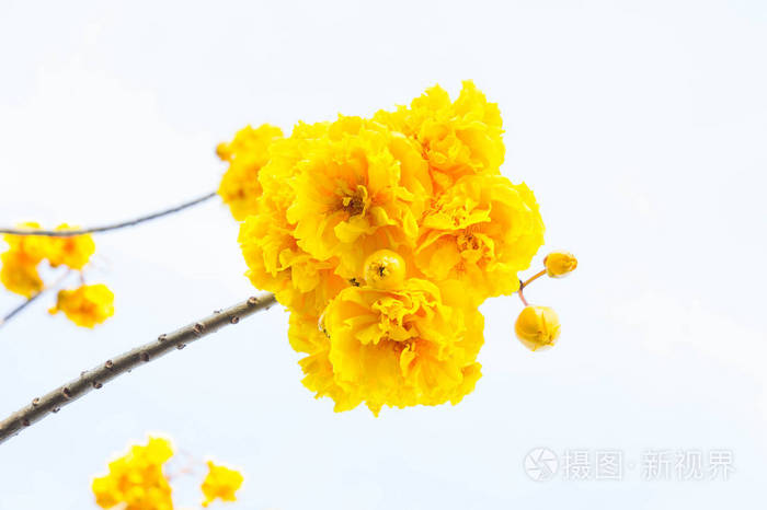 黄棉之花，蚕丝棉花树美丽在 sk