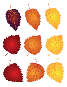 白桦树叶在秋天颜色矢量图图片