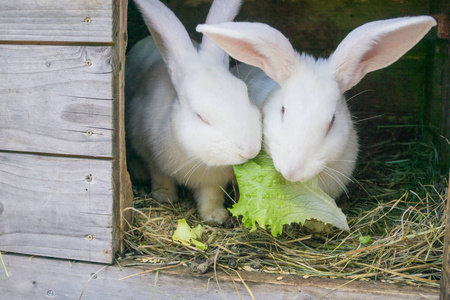 在农场的木屋里吃绿色沙拉的毛茸茸的兔子
