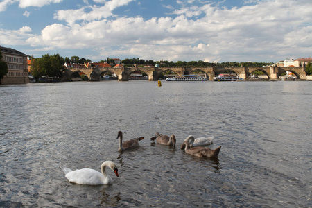 在布拉格伏尔塔瓦河河上的天鹅