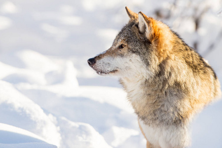 狼在美丽的冬天风景的特写画像