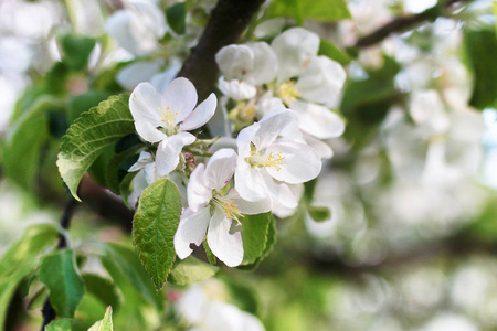 明亮的白色花朵早春开花苹果树