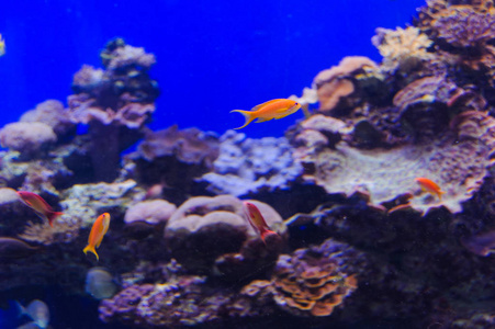 红海水族馆的鱼