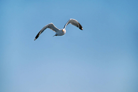 鸟在天空中飞过沧海的海鸥图片