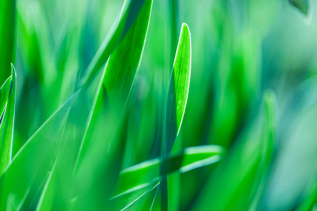 绿草。软焦点