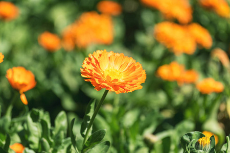 美丽的非洲菊花园里的花