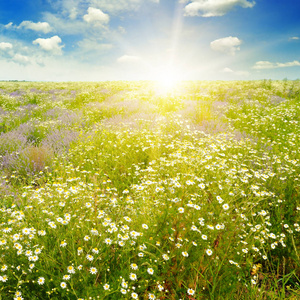 字段的雏菊和太阳在蔚蓝的天空，专注于前景