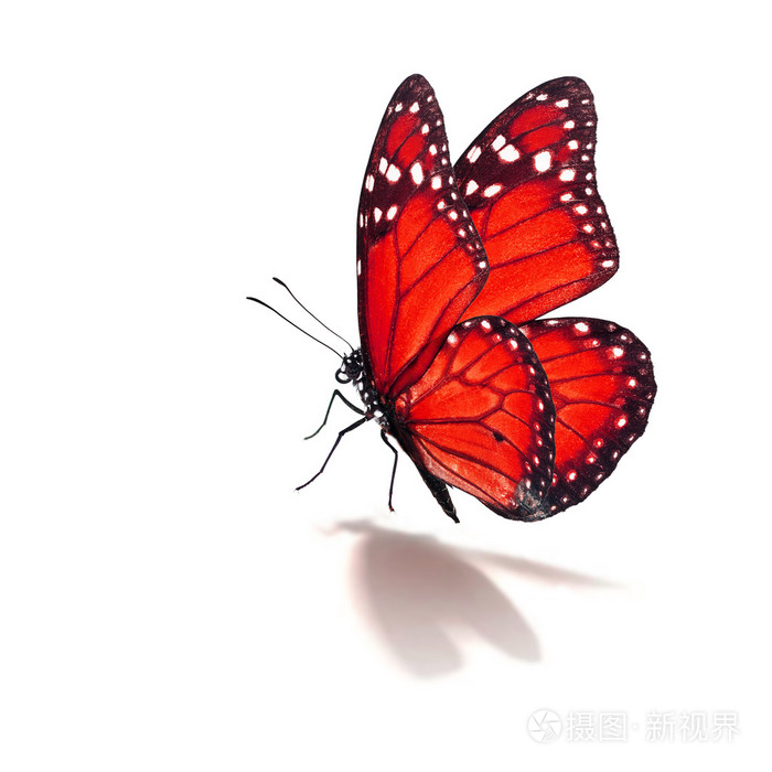 红蝴蝶