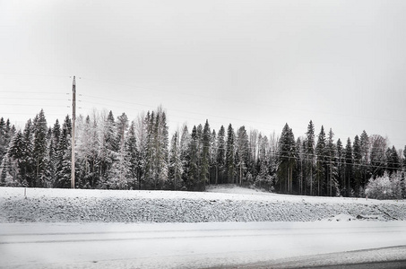 俄罗斯。卡累利.卡瑞洛芬森林在冬天。雪中的树