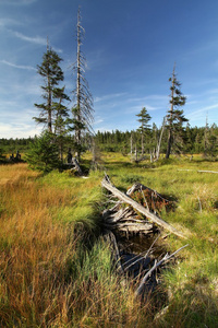 在 Krkonose 山的泥炭沼泽