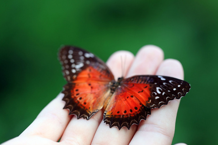 在女性手中五颜六色的蝴蝶