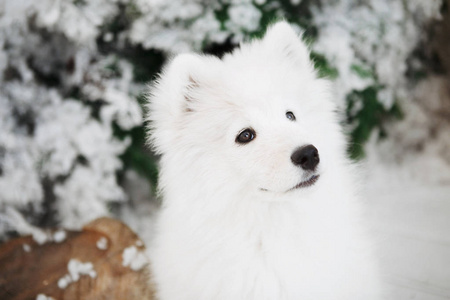 柔和的白色狗的画像