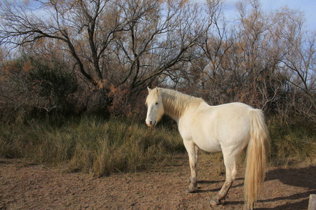 法国卡玛戈植物和动物自然保护区的白马