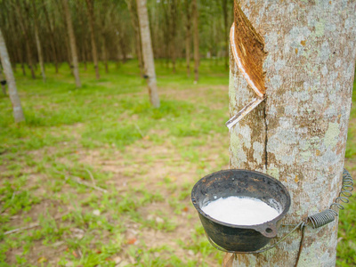 乳胶提取橡胶树 巴西橡胶树，作为一个天然橡胶的来源