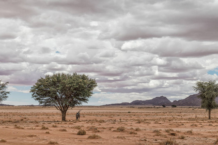 羚羊在纳米比亚的沙漠中行走, 背景中有树木和山脉。