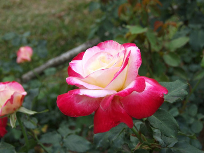 玫瑰花园里的花