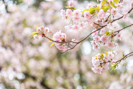 日本京都春季樱花盛开的背景