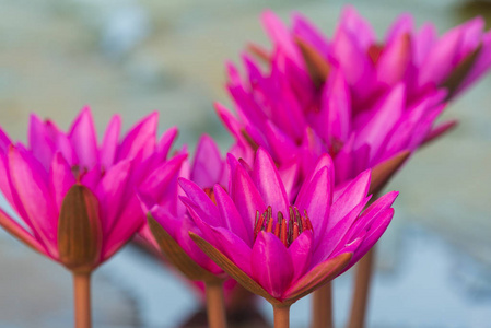 粉红莲花花