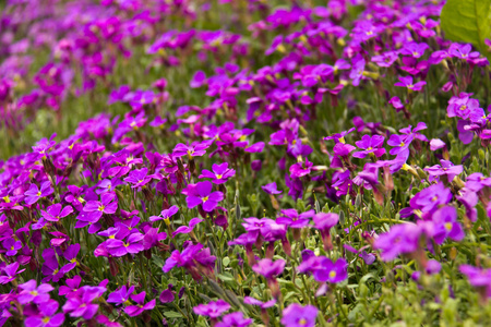 小紫色的花朵，盛开在野外