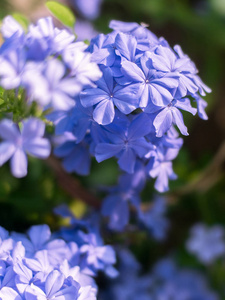 特写 leadwort 角花